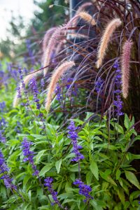 long decorative grass