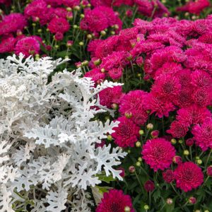 why-you-should-consider-annuals-for-your-garden