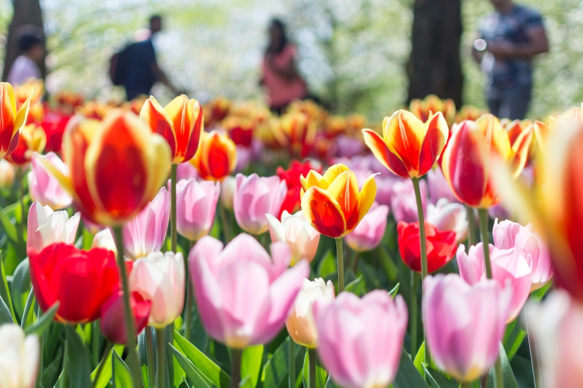 tulip-bulbs