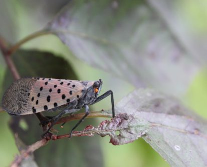 How to Get Rid of the Spotted Lanternfly: Tips and Tricks for Eradication