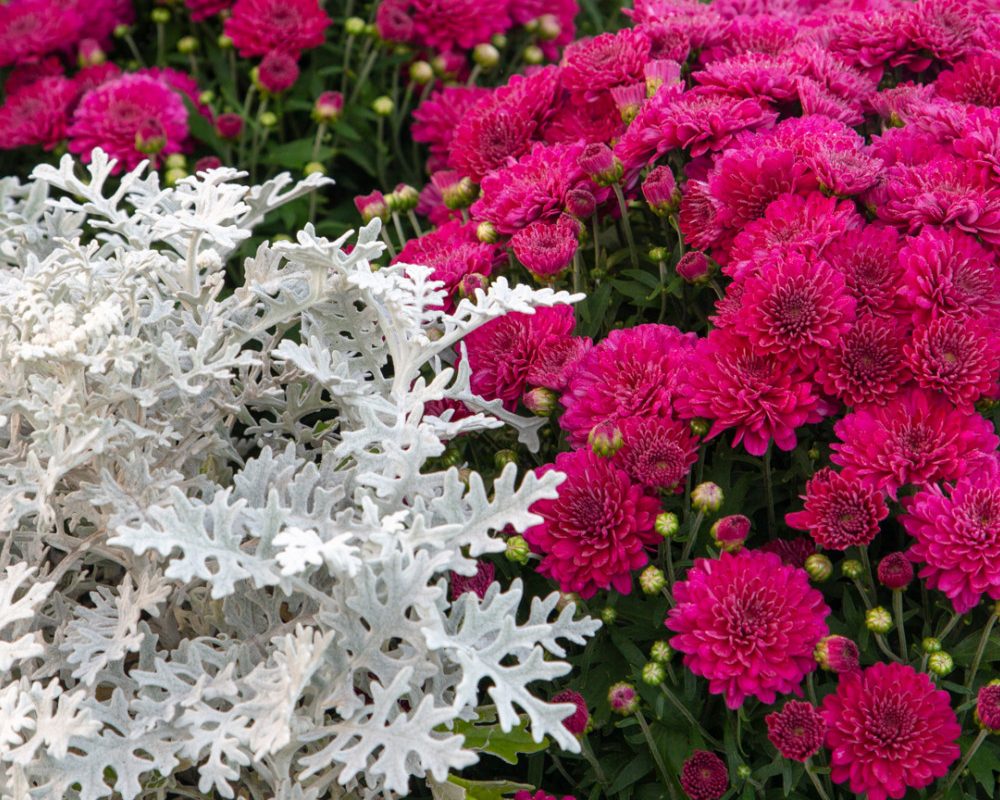 Why You Should Consider Annuals for Your Garden