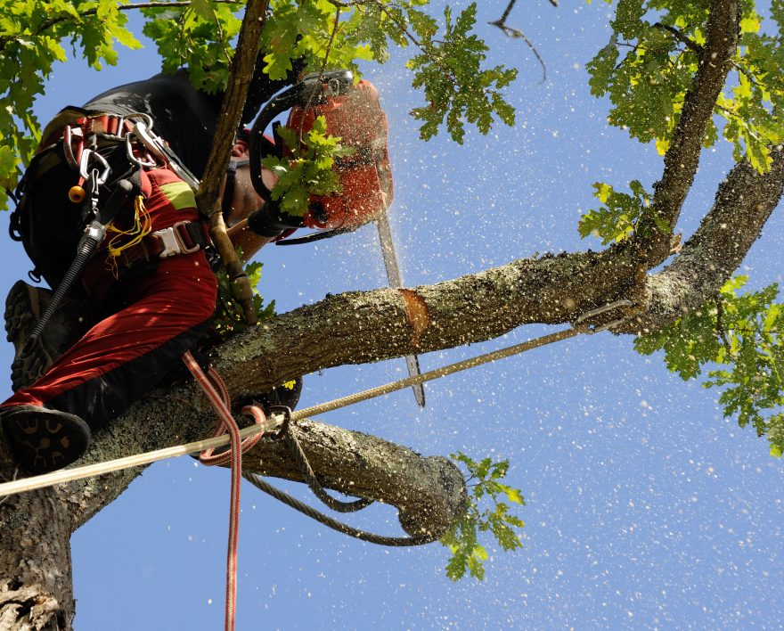 Tree Care