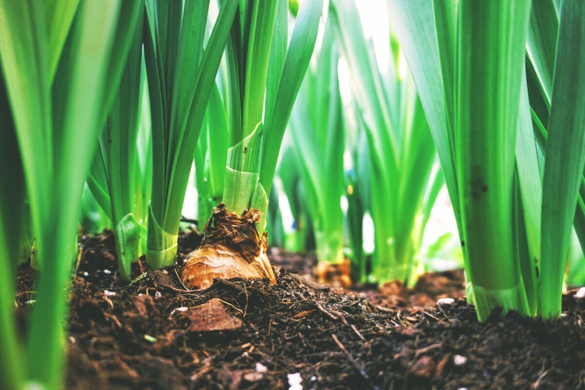 The Secret to a Thriving Lawn: Why a Soil Optimizer is Key