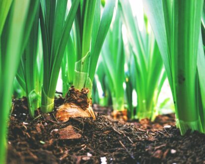 The Secret to a Thriving Lawn: Why a Soil Optimizer is Key